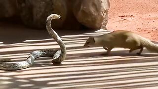 cobra vs mongoose fight