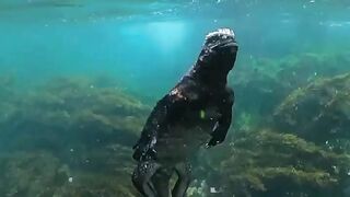 Godzilla Swimming