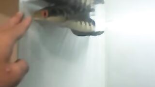 the ornamental cork fish is very handsome