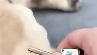 Animais engraçado