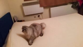 Cat Makes Changing The Bed Sheets A Near Impossible Task