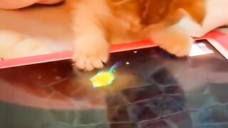 cat funny videos  funny moments - comedy videos