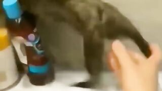 cute cat funny videos