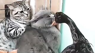 Котик