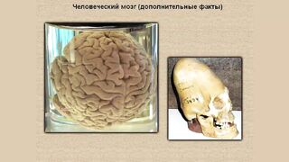 Интересные факты о мозге