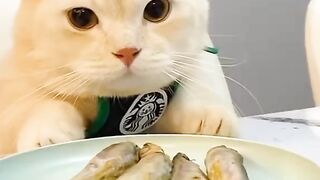 Cute cat