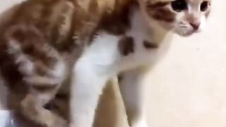 котики)