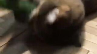 Смешные котики)
