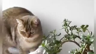 Котик)