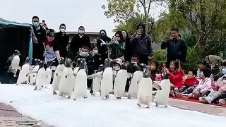 Cute, little penguins! ????????