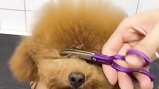 Adorable puppies needed a grooming session! ✂️✂️