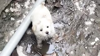 This adorable pup needed a rescuer! ❤️