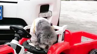 A day in the life of this talented dog ????