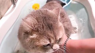 Fluffy cat loves bath time! ????????