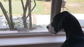 Friendly Squirrel Likes To Visit With Great Dane