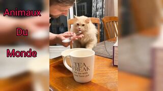 Funny animale compilation