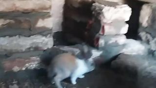 rabbit ka new Ghar ban gaya