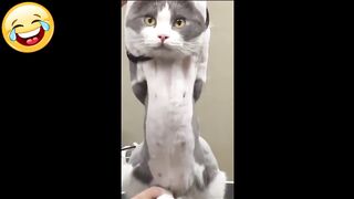 Funny animals compilation 3