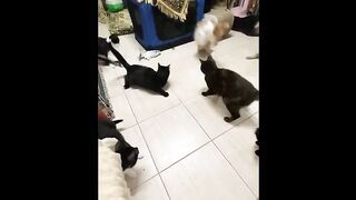 CATS WORLD 4