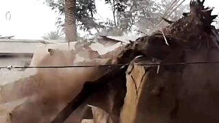 Tree fallen