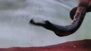 CHANNA MARULIODES FISH