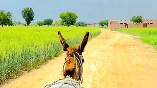 Skrrr video amazing video
