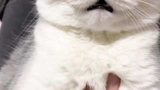 cute cat#catslover