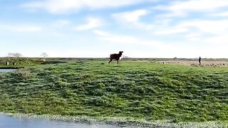 Funny animal videos 2