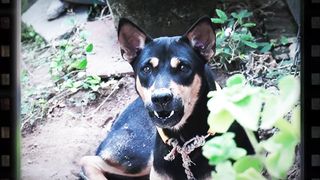 How dog React When Seeing Stranger 1st Time - Running or Being Friendly 11_ _ Viral Cat(1080P_60FPS)