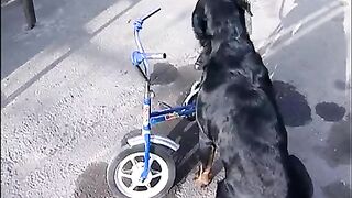 Rottweiler on a bicycle