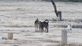 Great Time For Black Labrador Retriever Vs German Shepherd Dog(Ep1)(1080P_60FPS)