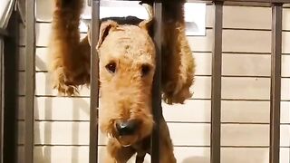 Animaux drôles  Adorables chats et chiens 2022