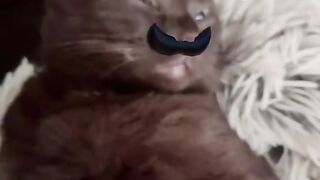Мощный Котик