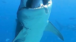Shark ! Nick Bingo pk
