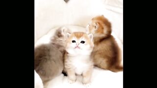 So cute ????????/pretty kitties ????#kitten #kitties #cat #shorts #short