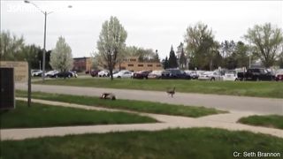 FUNNY ANIMALS AND PEPOLE COMPILATION