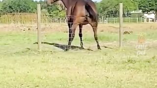 Animals funny clips ????????????