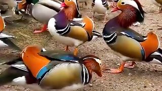 beautiful birds 3