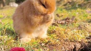 Cute rabbit 2