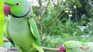 Ringneck Parrot Videos Compilation