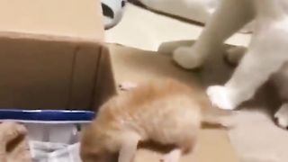 Impatient cat mom has had enough