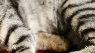 cute cat 6