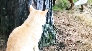 World class punches