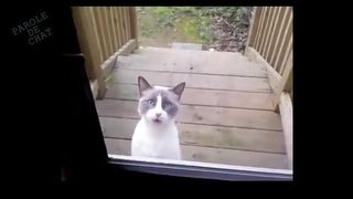Un chat qui parle