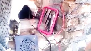 Funny cate videos