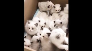 Funny animals vidéo