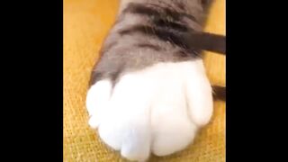 Compilation d'animaux à mourir de rire