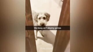 Funny Dog Fails: Hilarious Moments of Dogs Caught on Camera | Pets Island