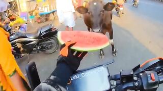Faith in humanity at its zenith when feeding hungry animal