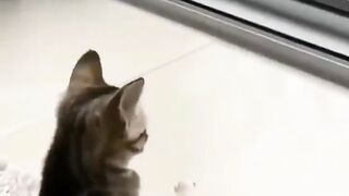 Cute Funny Kitten Viral Reels????|| #shortsvideo #amazing #funnycat #reels #trending